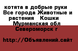 котята в добрые руки - Все города Животные и растения » Кошки   . Мурманская обл.,Североморск г.